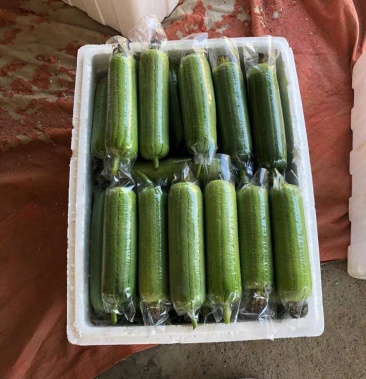 [丝瓜批发]水瓜大量有货欢迎老板们来装大车坐标广西南宁市西乡塘价格