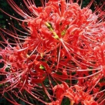 彼岸花种球【这是传说中神奇的花种，彼岸花叶两不见】