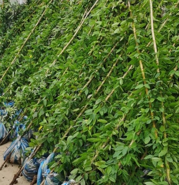 [相思藤批发]油麻藤价格1.20元/个 - 一亩田