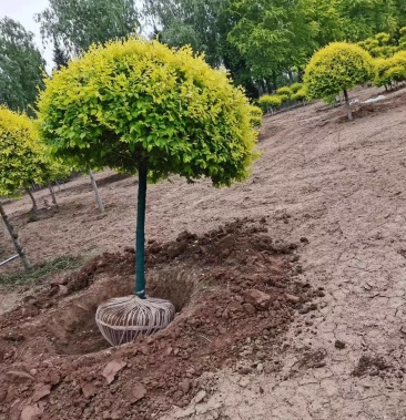 [榆树批发]金叶榆球80cm-2米价格45.00元/棵 - 一亩田