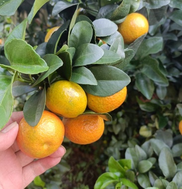 [沙糖桔批发]金秋 砂糖橘价格10.00元/公斤 - 一亩田