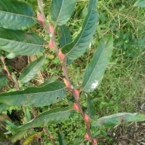 银柳年宵花大量供应上市，各个规格，九个颜色