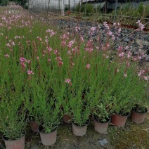 千鸟花盆栽小清新紫叶山桃草好养花卉花期长夏季阳台庭院观花