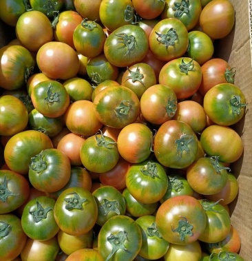 铁柿子草莓柿子大连安波原产地源头货精品正宗铁柿子