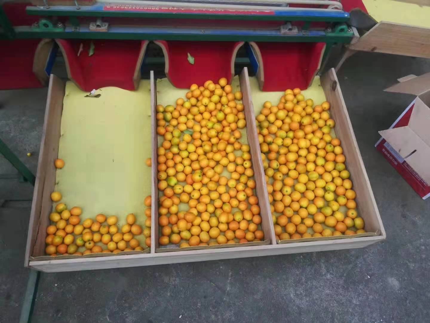 脆蜜金桔采收与分级现场图