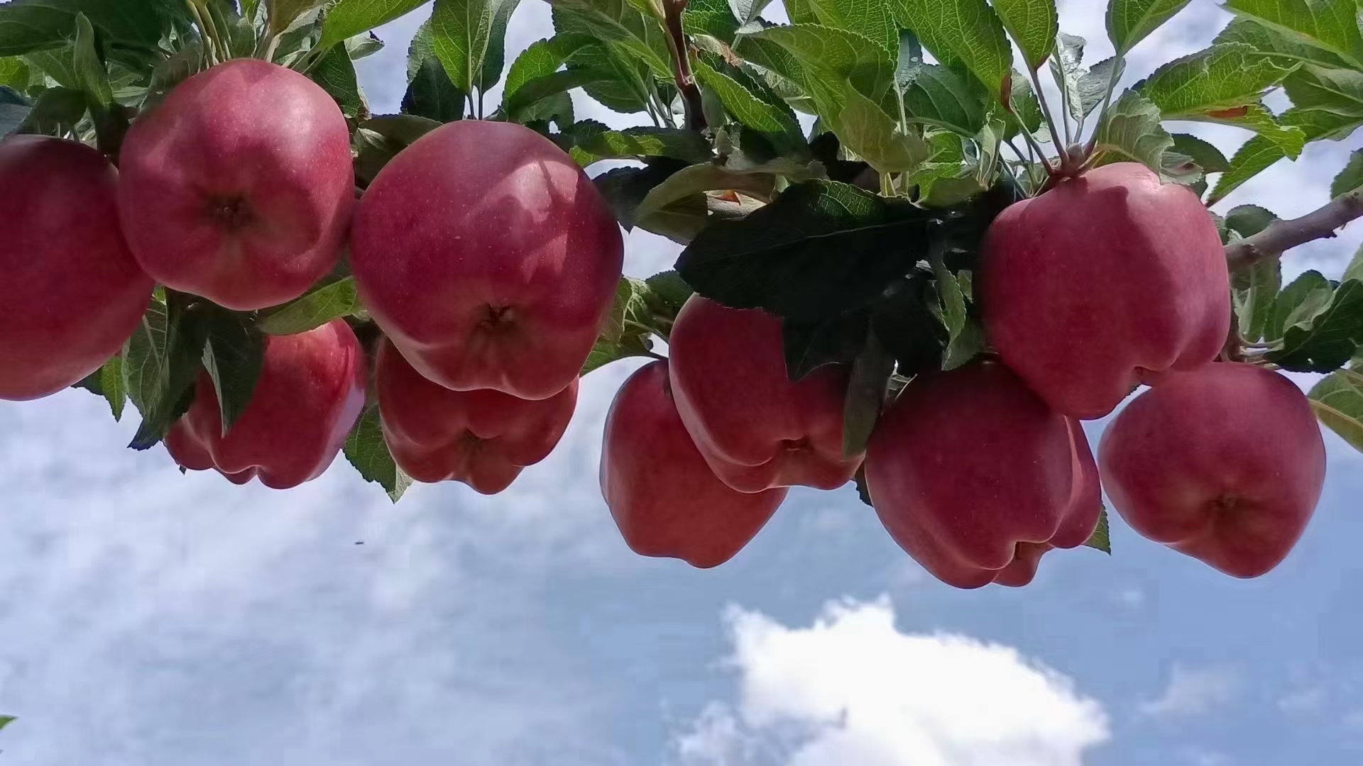 花牛苹果种植基地航拍图