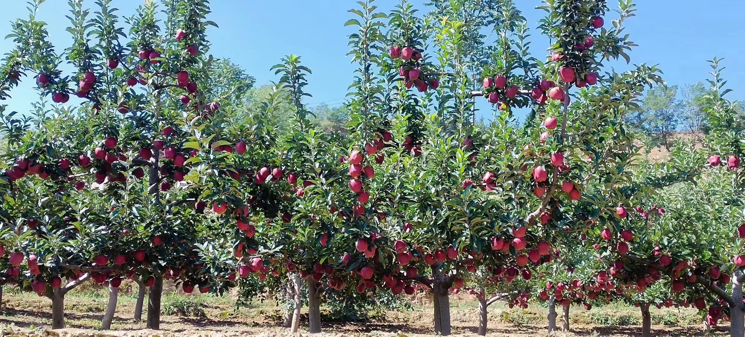 甘肃天水山区的大片花牛苹果种植园,秋季果园中果树整齐排列,树上挂满通红的高桩苹果,远处为黄土高原地貌,阳光明媚,展现出典型的高原生态农业景观 大花牛苹果果园航拍图