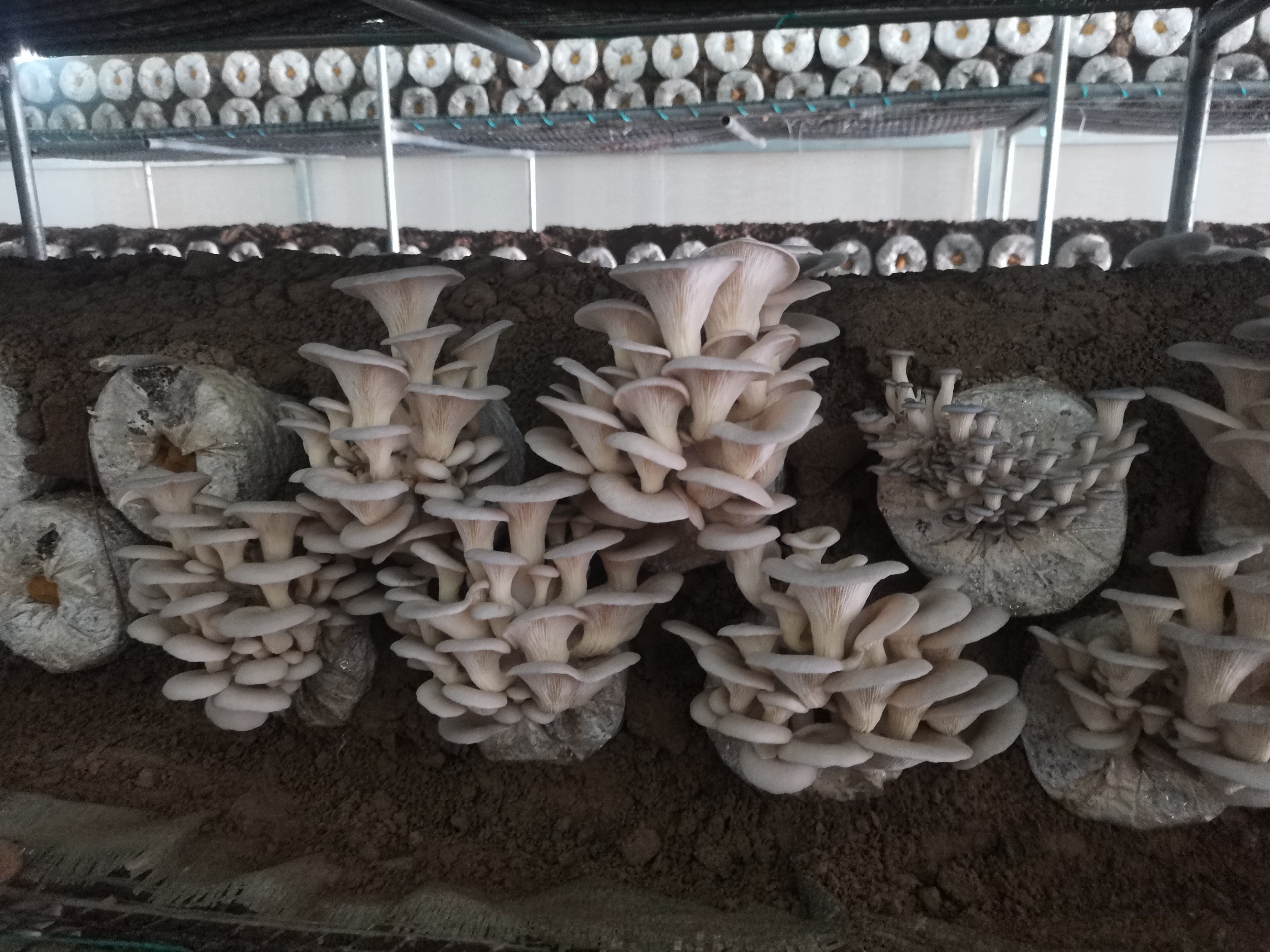 现代化平菇种植基地实景图,展示白色与黑色平菇在同一环境下的生长情况 平菇种植基地实景图