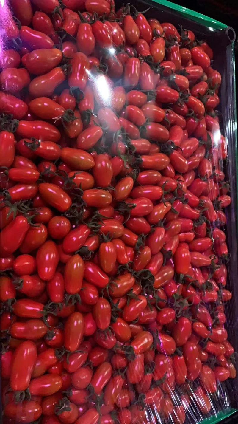 辽宁盘锦盘山县圣女果 6.00元/斤辽宁盘锦