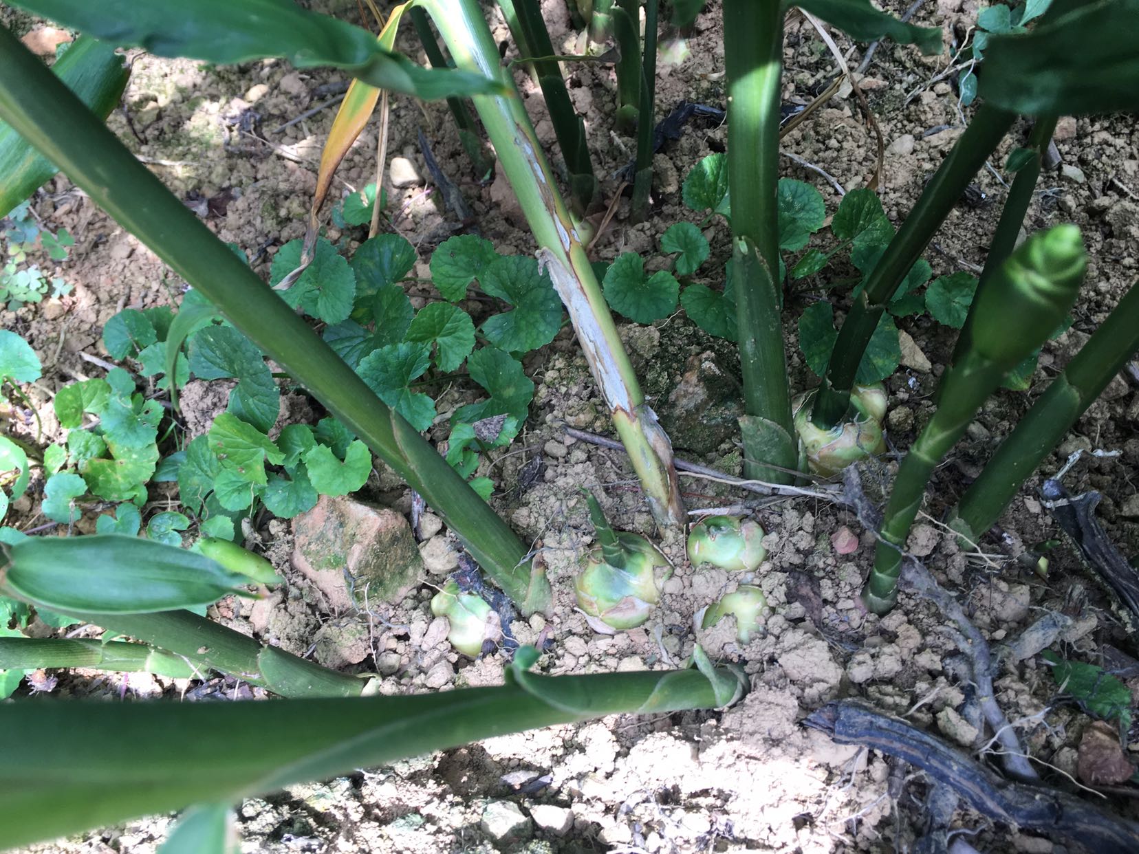 老姜植株与块茎特写