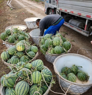 8424大棚西瓜 正在装车