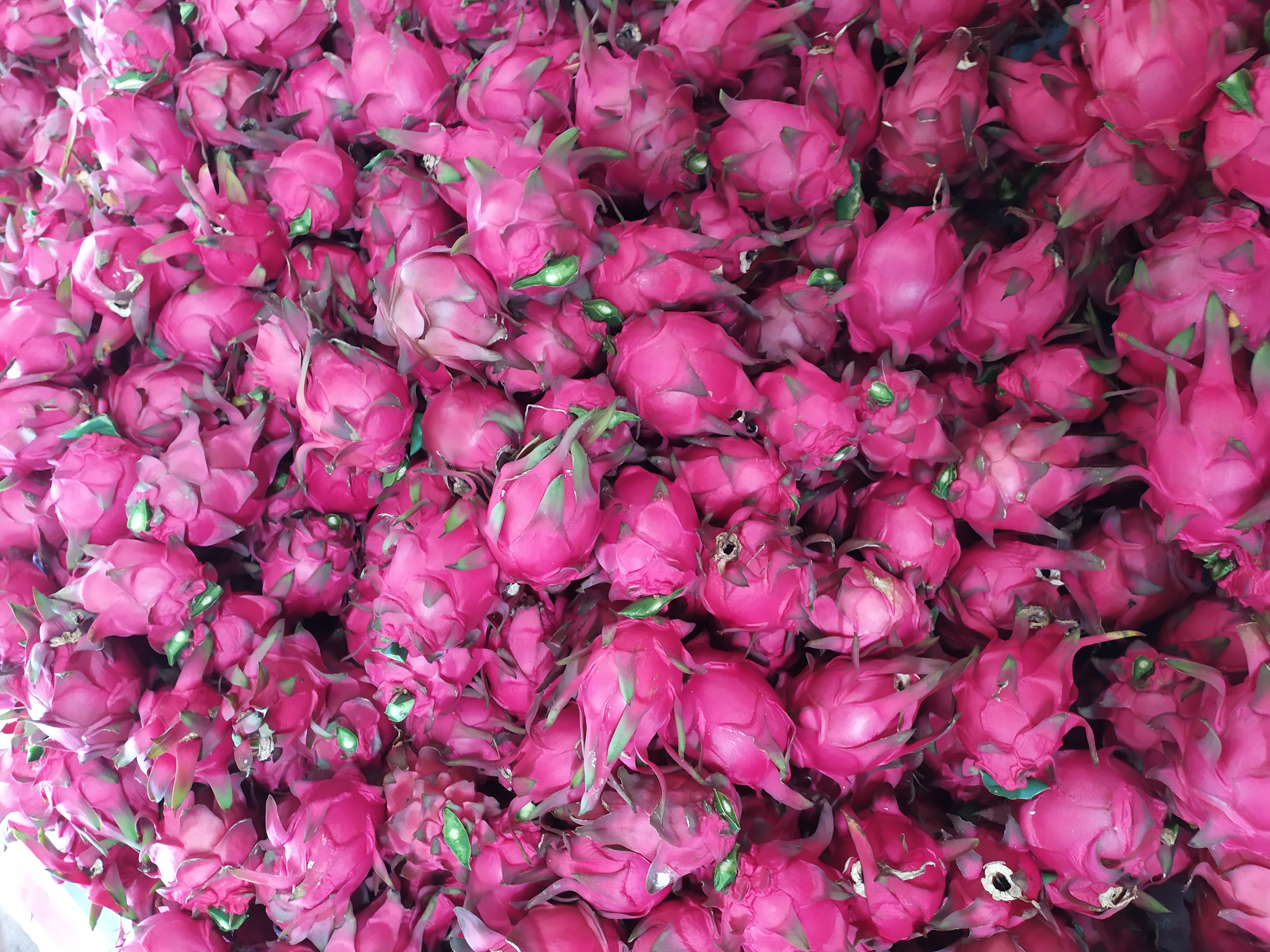 火龙果营养成分图解