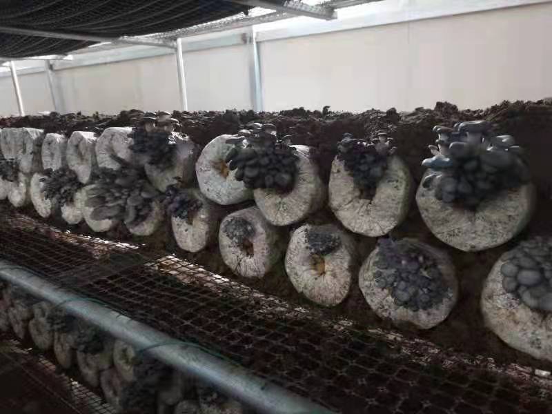 展示鲜平菇不同品种的形态特征,包括低温型、中温型和高温型的菌盖颜色与菌柄粗细对比 鲜平菇不同品种对比图