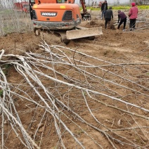 核桃树苗起发规格齐全河南核桃苗基地供货价格优惠