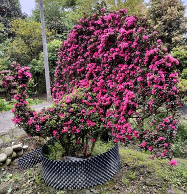 杜鹃系列花瓶造型高桩柱子花墙精品笼子