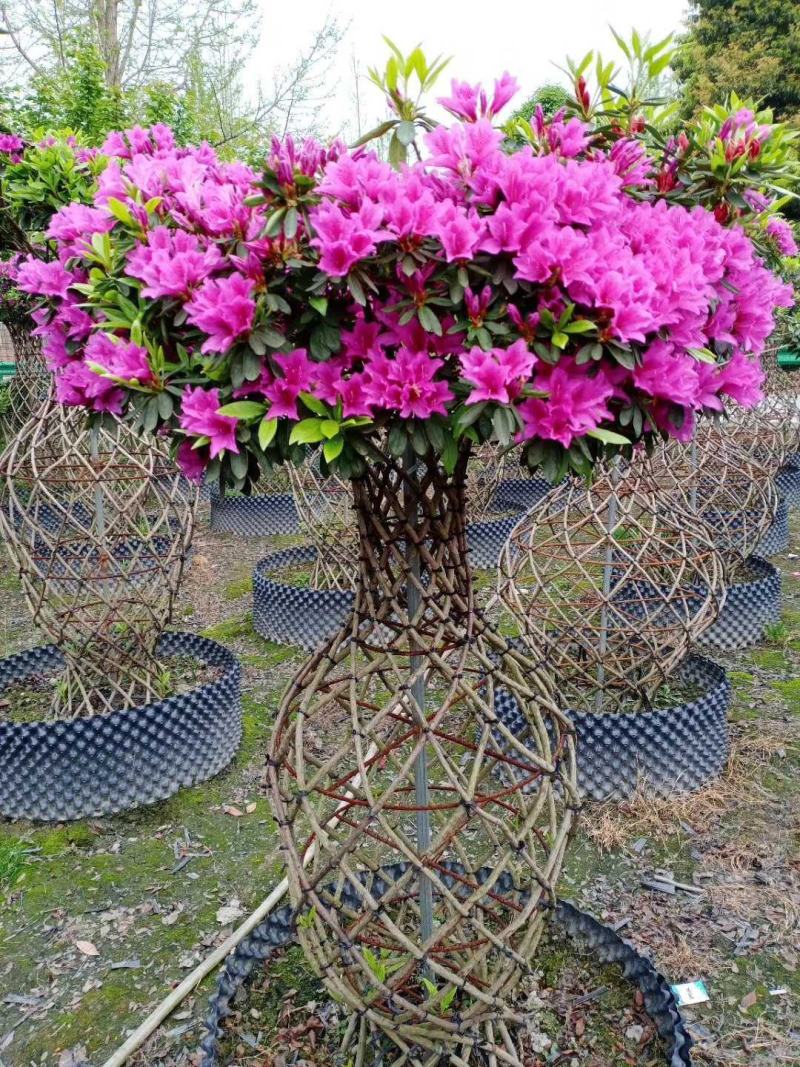 杜鹃系列:花瓶,造型,高桩,柱子,花墙,精品笼子