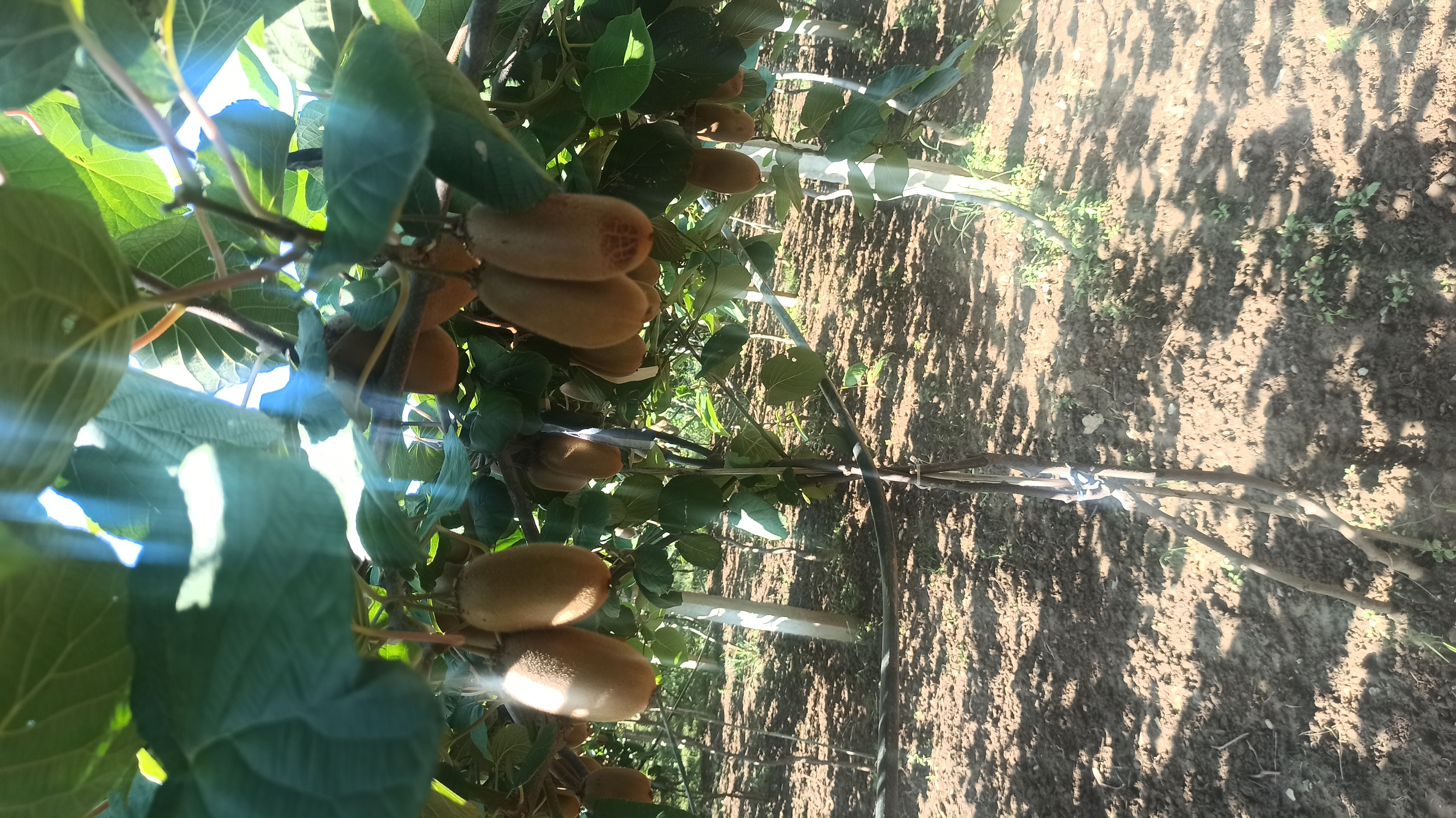 绿心猕猴桃果园全景