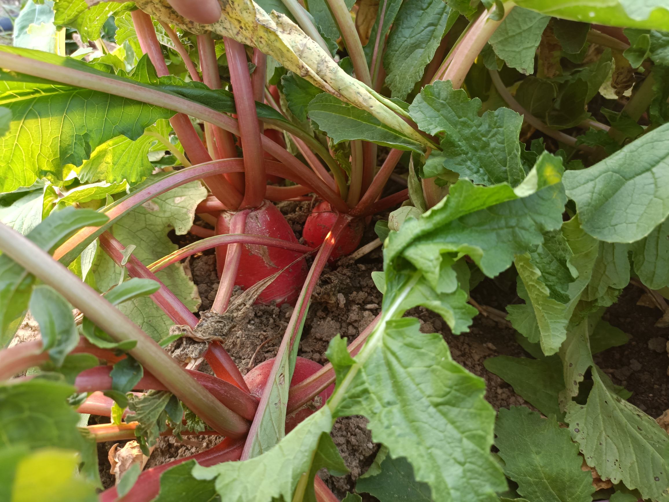 田间采摘实景：晨光中的有机萝卜地，农民弯腰采收新鲜红皮萝卜，土壤湿润疏松，萝卜露出半截红艳根茎，周围可见零星绿叶与露珠