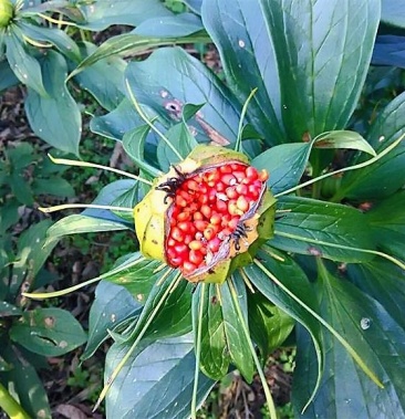 云南野生重楼,包邮快递,1公斤起发