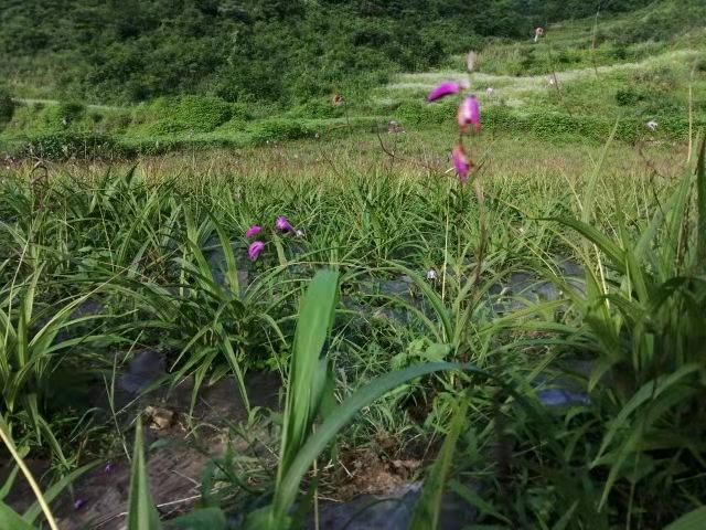 百合花盛开在田野中,花瓣洁白,形态优雅 百合花盛开的场景