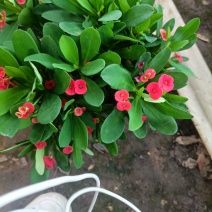 虎刺梅大小盆景虎刺梅，红色虎刺梅，黄色虎刺梅，老
