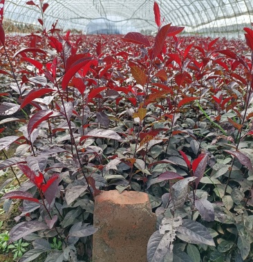 紫叶矮樱嫁接苗扦插苗工程灌木紫叶矮樱建圃苗