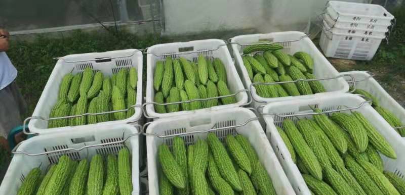 苦瓜与萝卜食材对比图