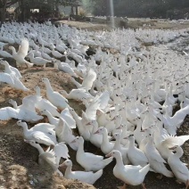 白条鸭批发，自己养自己杀，新鲜