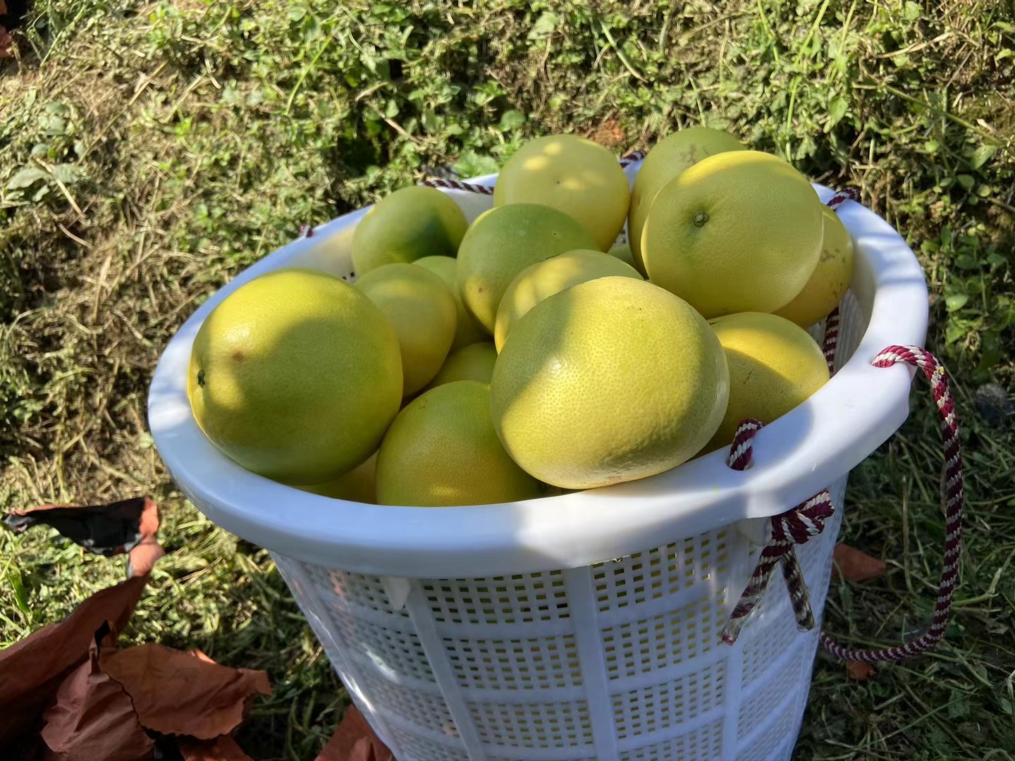 果农正在采摘成熟的平和葡萄柚,果实饱满,色泽金黄 平和葡萄柚采摘现场
