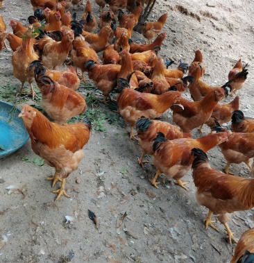 胡须阉鸡,168天,黄脚黄肉,钉头可以