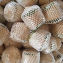 椰子规格齐全量大从优