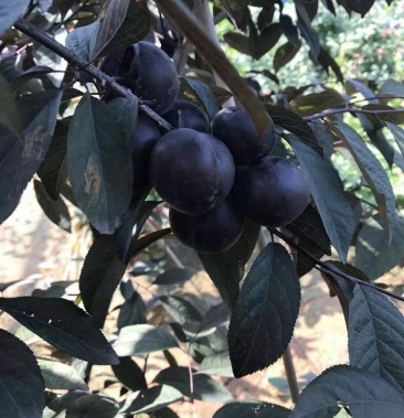 紫冠欧李苗黑珍珠大钙果苗甜度高的钙果品种