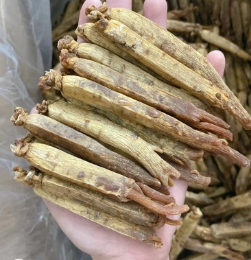 [边条参批发]边条参价格450.00元/斤 - 一亩田