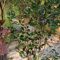 红叶石楠大杯苗大桶苗和红叶石楠篱笆苗石楠小杯苗等