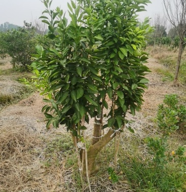 桔柚阳光一号种枝