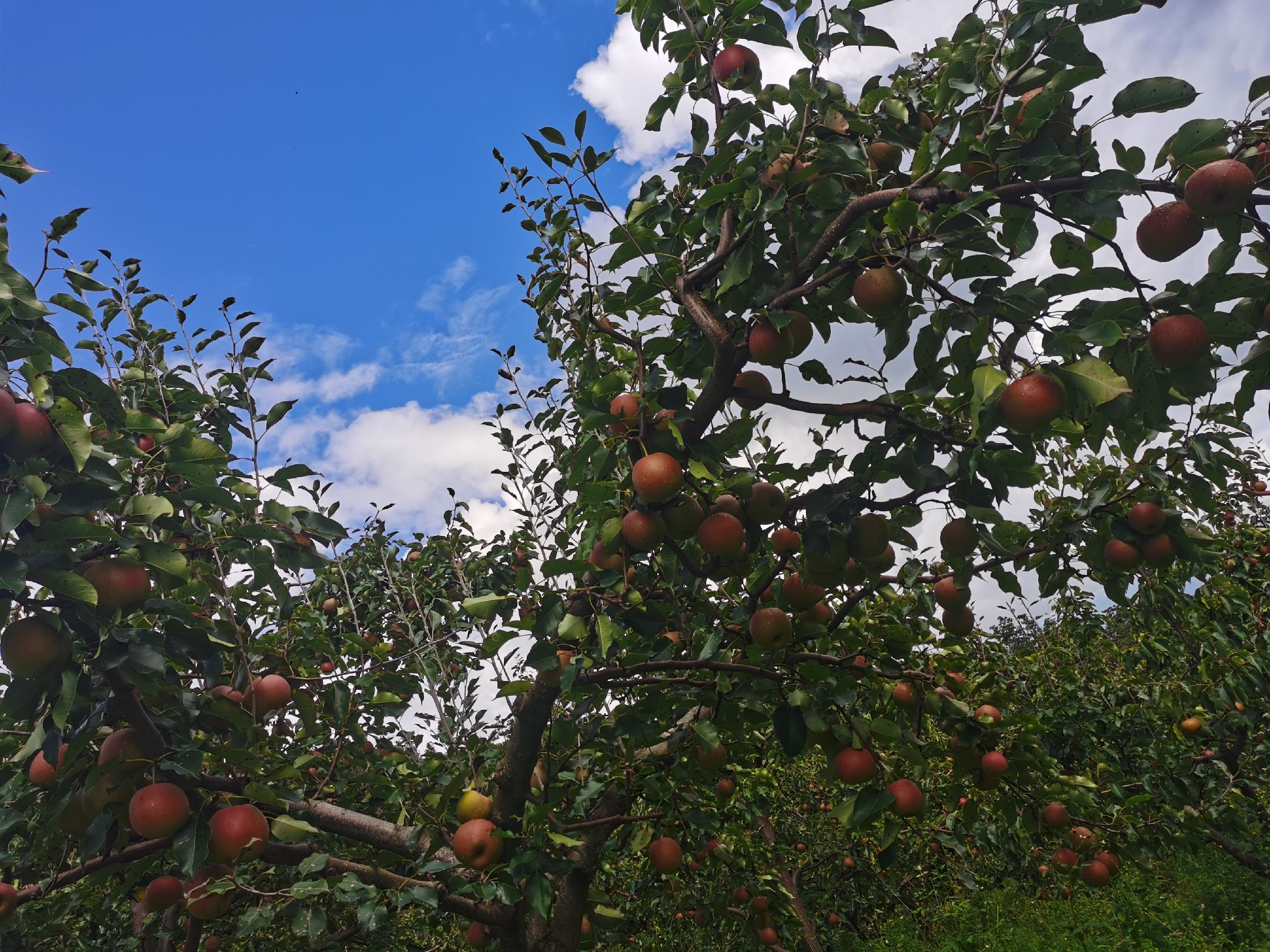 果园中的秋月梨树挂满果实