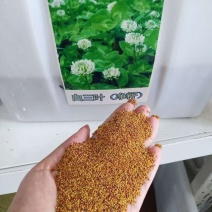 进口三叶草种子四季种子草坪绿肥牧草种子易存活