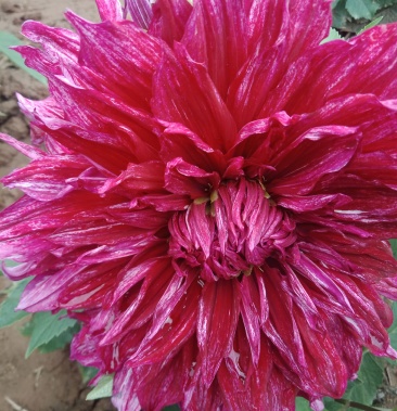 [大丽花批发]大丽花价格3.00元/个 - 一亩田