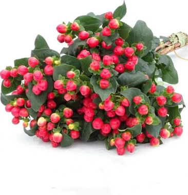 相思豆红豆火龙珠昆明鲜花种植基地直批全国批发商花店