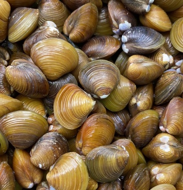 [蛤蜊批发]黄沙蚬 黄 金 蚬价格6.00元/斤 - 一亩田