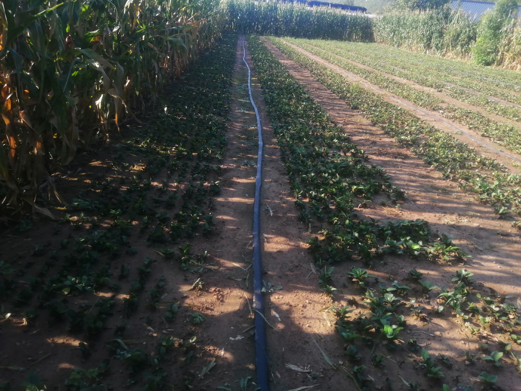 图示为铺设在山药垄上的滴灌带,配合施肥管道进行精准灌溉 山药滴灌设施示意图