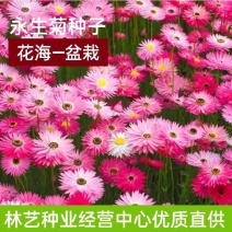 永生菊种子花种露天花海种子易种花籽可做切花室外庭院花卉
