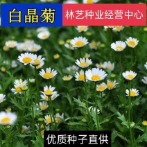 白晶菊种子小白菊晶晶菊种籽花海绿化花籽草本花卉盆栽