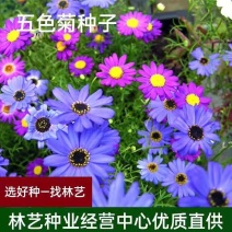 五色菊种子菊花种子阳台盆栽花卉室内庭院易种观花草花种籽子