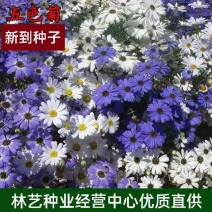 五色菊种子菊花阳台盆栽室内易种庭院观花景观花草花海植物