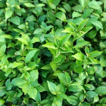 仙人茶，山籽茶，云雾茶