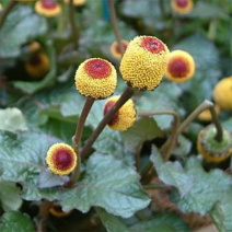 花卉种子观花植物金纽扣种子桂圆菊种子花园种植