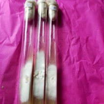 灰树花菌种，鸡枞菌，菌种，母种，原种提供技术指导