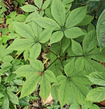 [批发]竹节参两年苗价格1.00元/棵 - 一亩田