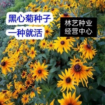 新黑心菊花卉种子黑眼菊金光菊园艺花籽春秋播种易活花海盆栽
